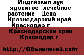 Индийский лук-ядовитое, лечебное растение › Цена ­ 300 - Краснодарский край, Краснодар г.  »    . Краснодарский край,Краснодар г.